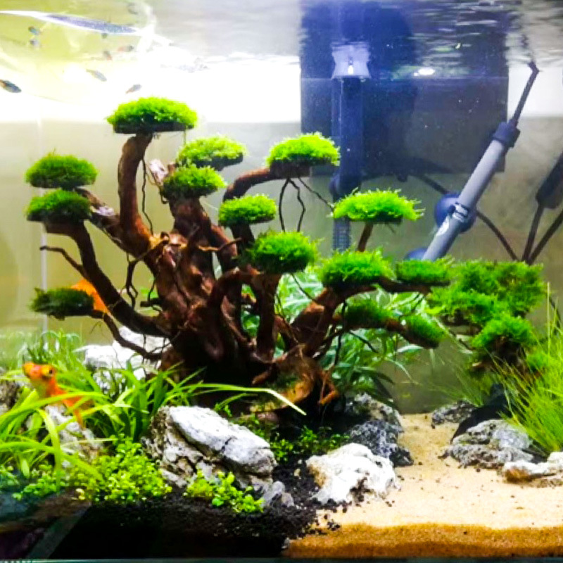 Planted Aquarium Media - Aquarium Landscaping Moss Tree Skeleton Finished