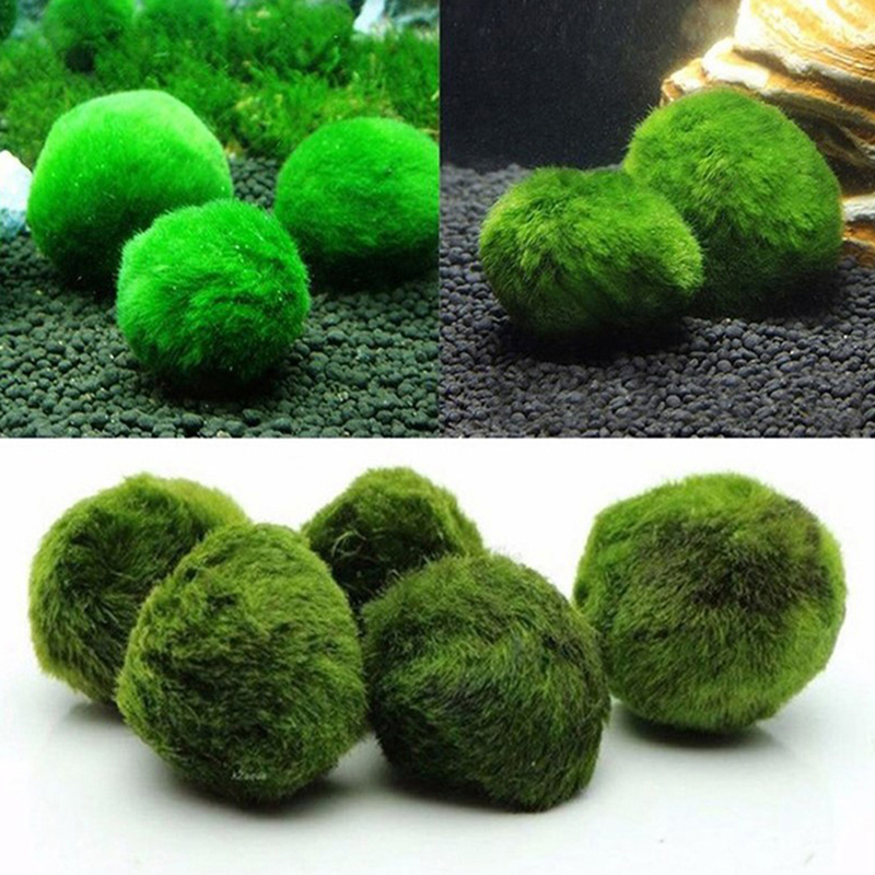 Marimo Moss Balls Live Aquariu - огляд і ціна Aquarium Planted Tank Substrate