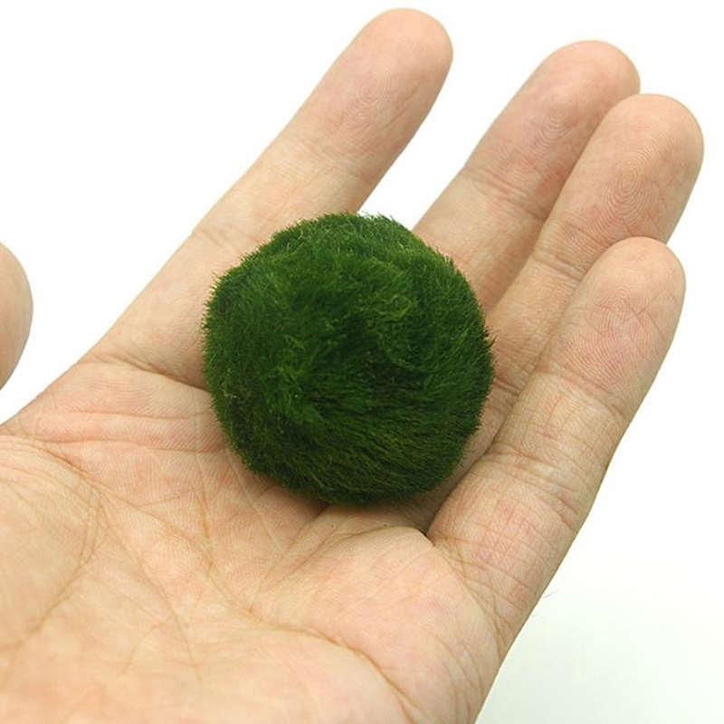Marimo Moss Balls Live Aquariu - огляд і ціна Aquarium Planted Tank Substrate
