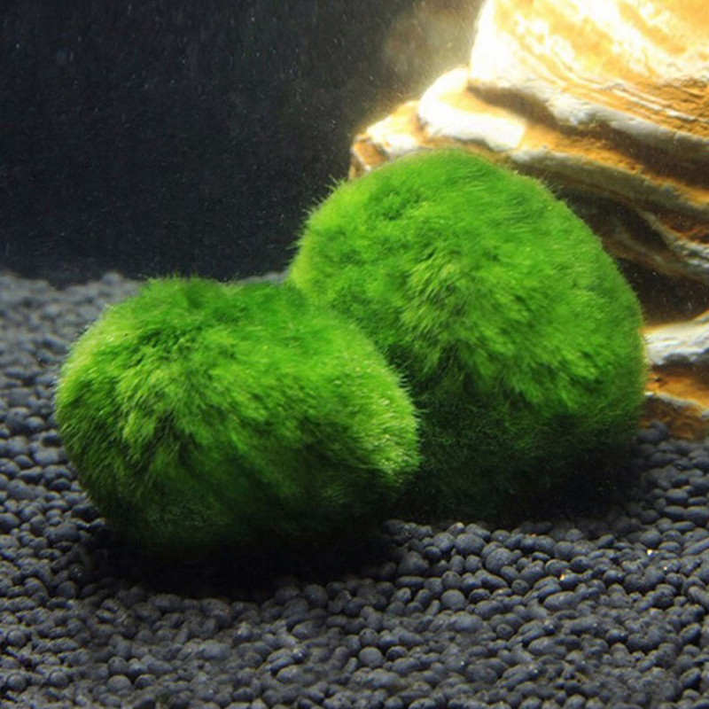 Marimo Moss Balls Live Aquariu - огляд і ціна Aquarium Planted Tank Substrate